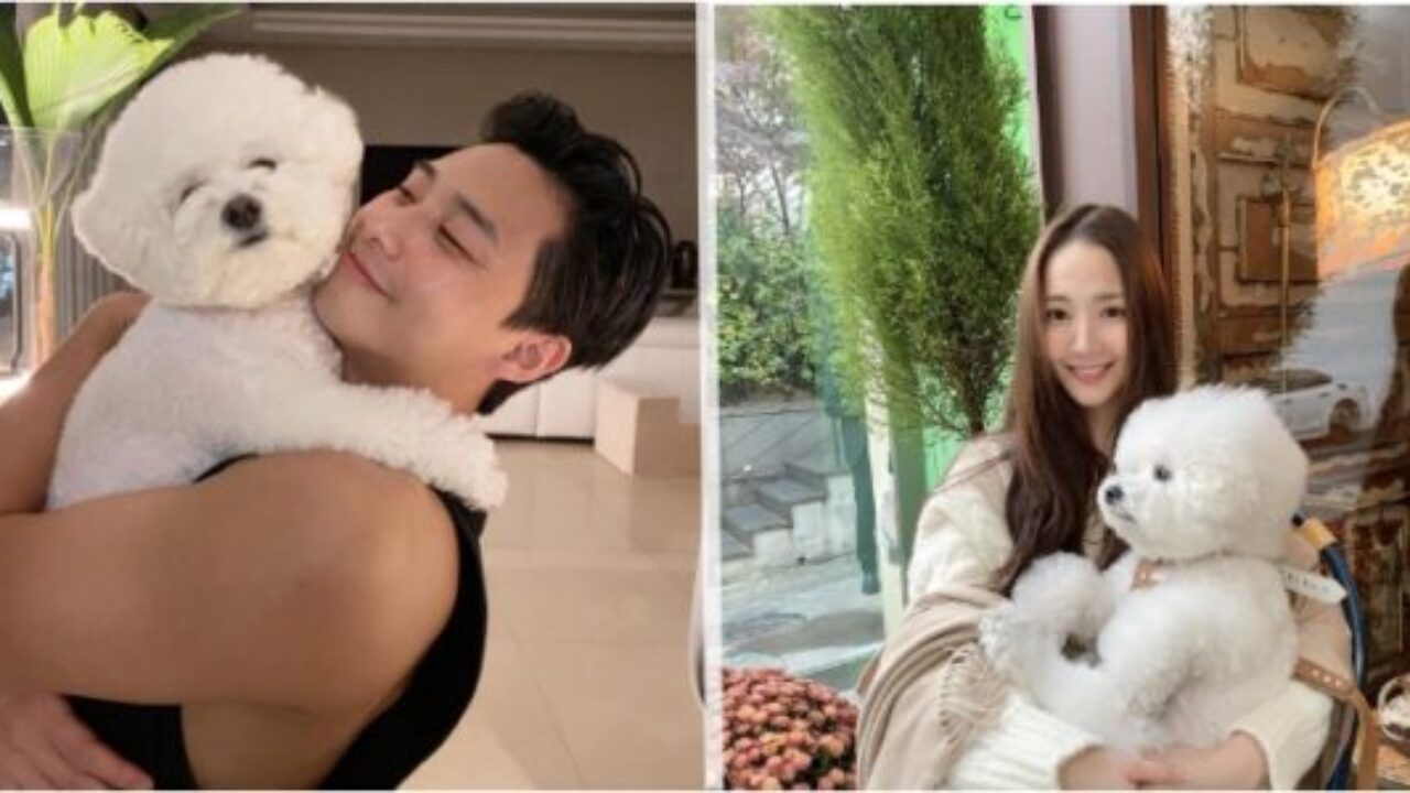 パクミニョンとパクソジュンの愛犬の犬種は 他にも飼っている有名人は